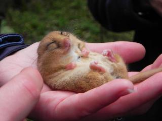 Dormouse